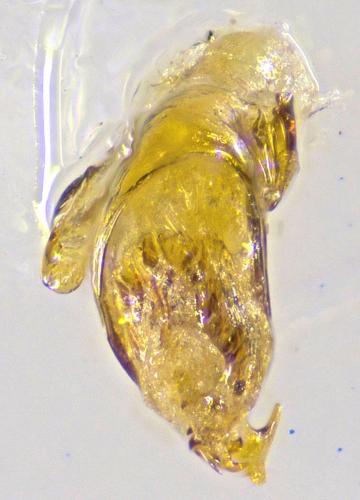 Microlestes maurus